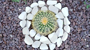 Small beautiful green cactus around white stones