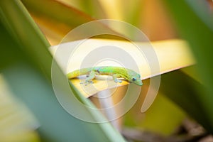 A small beautiful green gecko on a yellow leaf in a natural tropical garden setting