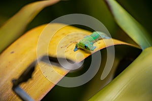 A small beautiful green gecko on a yellow leaf in a natural tropical garden setting