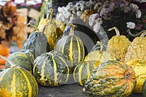 Small beautiful green pumpkins with yellow stripes against the background of autumn flowers and autumn leaves. Autumn festival,