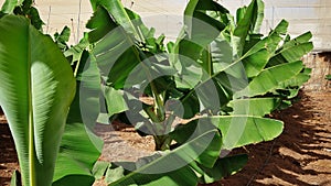 Small beautiful and healthy banana trees in a typical commercial plantation in Tenerife