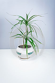 Small beautiful houseplant dracaena in a flowerpot on a white-gray background. Concept of care and cultivation of indoor home
