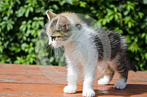 Small beautiful kitten on table in garden