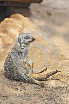 Small, beautiful meerkat