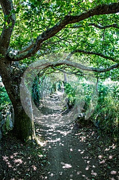 Small beautiful path in shade under beautiful old oak tree