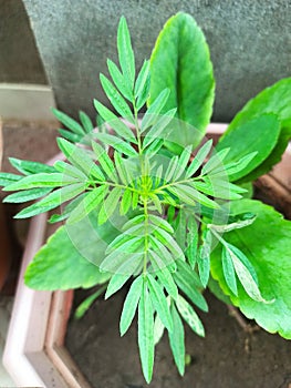 The small beautiful plant in the jar show the beauty of nature . The beautiful environmental magic.