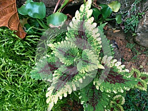 Small beautiful plant. Multicolur leaf.