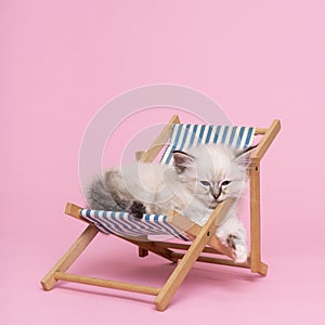 a small beautiful sacred burmese cat kitten in a dolls beachchair in studio close-up, luxury cat, pink background