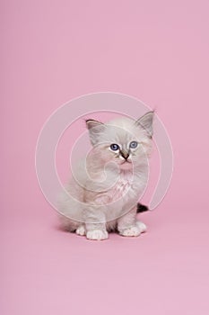 A small beautiful sacred burmese cat kitten in studio close-up, luxury cat, pink background