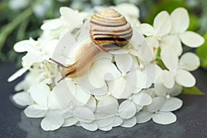 Small beautiful snail in the garden. outdoor close-up