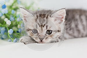 A small, beautiful striped gray-white kitten lies on white background and looks thoughtfully into the camera. Selective focus