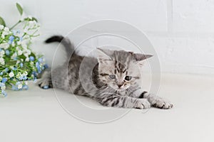 A small beautiful striped gray-white kitten lies on white background. Selective focus