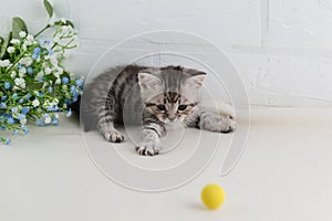 A small beautiful striped gray-white kitten is playing with yellow ball. Selective focus