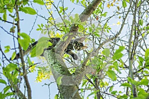 Small beautiful young gray cat climbing big tree on a bright summer day