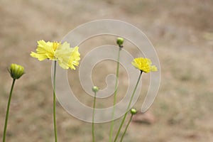 Small beauty yellow cosmos and ground
