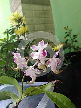 Small beautyfull Orchid