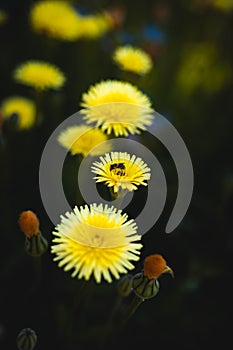 Small bee on beautiful dandelions with green background