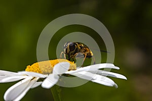 A small bee on a chamomile flower