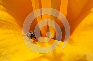 Small bee climbing on daylily flower petal