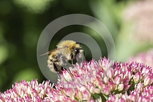 Small bee collecting pollen on Hylotelephium \'Herbstfreude\'