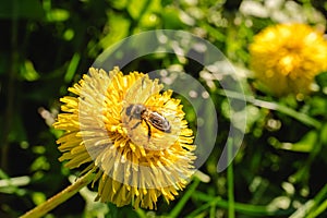 a small bee on a dandelion flower in a field