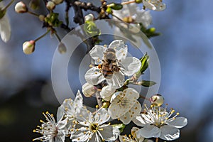 a small bee dine on delicious cherry nectar
