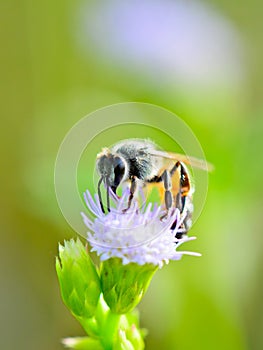 Small bee eating nectar of Goat Weed.