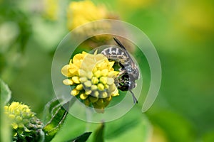 Small bee on flower