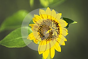 Small Bee Gathering Pollen on a Small Sunflower