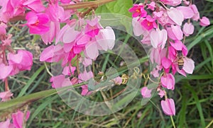 A small bee in a pink sea photo