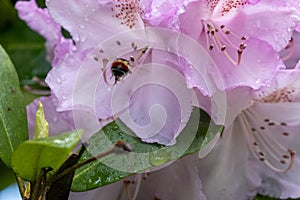 a small bee in a large pink flower