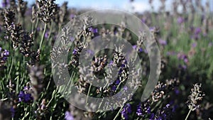 Small bee On Lavender Field. Lavender Field Background.