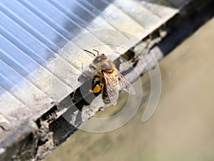 A small bee with legs full of pollen relaxing on the edge of plastic roof. She has a beautiful big antennas and earn some energy f