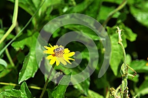 Small bee-like fly collecting nectar and pollinating a yellow wildflower in Thailand