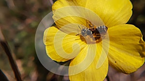 Small bee nectaring  yellow flower