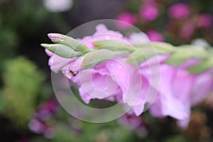 Small bee pollinates pink gladiolus, mountain lavender with a long stem