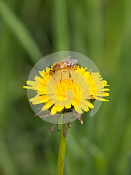 Small bee pollinates a yellow flower photo