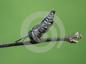 A small bee resides on a plant stalk