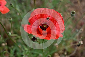 A small bee was attracted by the smell of a flowering poppy.