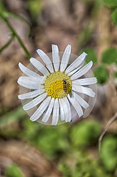 Small Bee On a wild Daisy