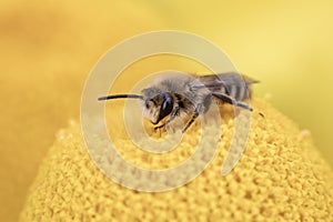 Small Bee on a Yellow Daisy