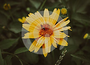 A small bee on a yellow daisy in a summer garden