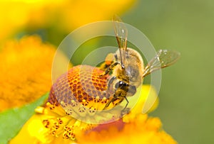 A small bee on the yellow flower