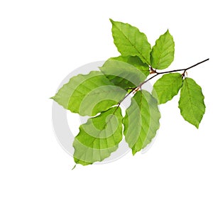 Small Beech branch with fresh green leaves isolated on white background