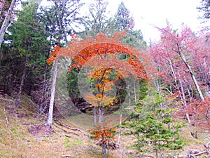 Small beech (Fagus sylvatica) tree