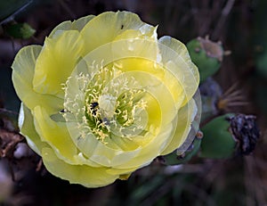 Small bees and ant on beautiful yellow cactus flower