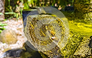 Small bees at the green fountain stones rocks in Zicatela Puerto Escondido Mexico photo