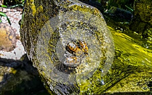 Small bees at the green fountain stones rocks in Zicatela Puerto Escondido Mexico photo