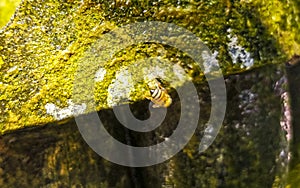 Small bees at the green fountain stones rocks in Zicatela Puerto Escondido Mexico