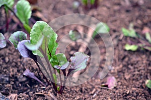 small beet seedling being born